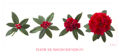 Rhododendron